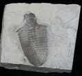 Inch Bathyuriscus Fimbiatus Trilobite - Utah #5498-1